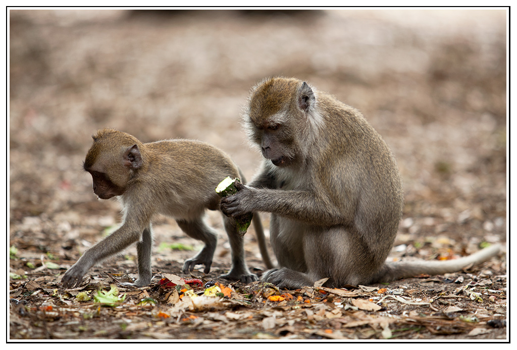 macaque (11).jpg - La vie tranquille...